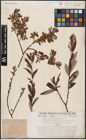 Foto von Salix aurita L. x Salix eleagnos Scop.
